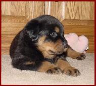 Rotweiller